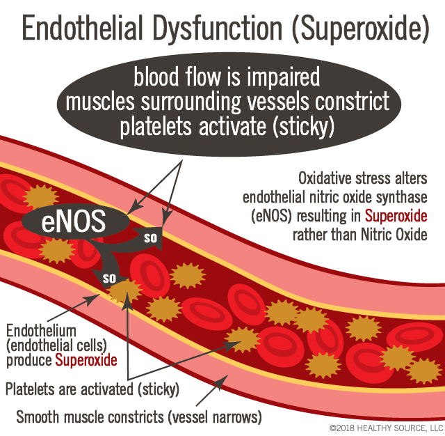 When endothelial dysfunctions, the endothelial cells produce superoxide instead of nitric oxide. Blood flow decreases, muscles surrounding vessels constrict, platelets activate (sticky)