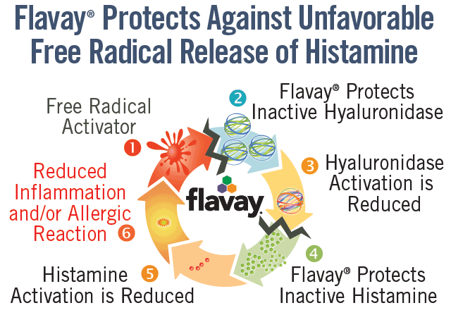 Anti-inflammatory activity of Flavay: Flavay protects against unfavorable free-radical release of histamine. Cycle shows: 1 Free radical activator. 2 Flavay protects inactive hyaluronidase. 3 results in reduction of hyaluronidase activation. 4 which protects inactive histamine. 5 which reduces histamine activation. 6. which reduces inflammation and allergic response.