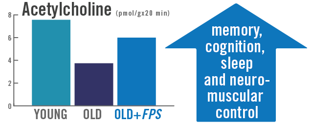 Chart of young versus old shows supplementation with Flavay Plus restores a healthy supply of acetylcholine. Acetylcholine is a brain transmitter essential to memory, cognition, sleep and neuromuscular control.